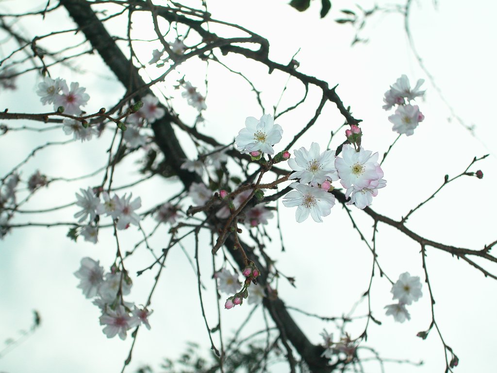 十月桜
