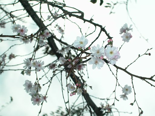 十月桜