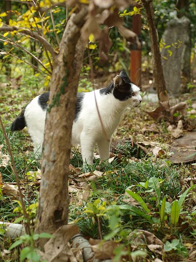 猫大好き