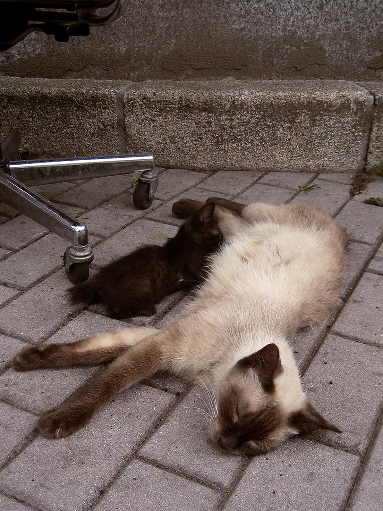 【猫】おかあさんにゃ〜