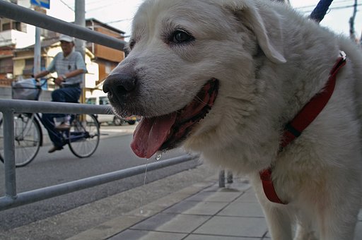 お散歩ジョリー