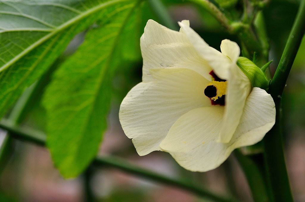 オクラの花