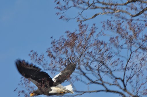 鳥逃がした