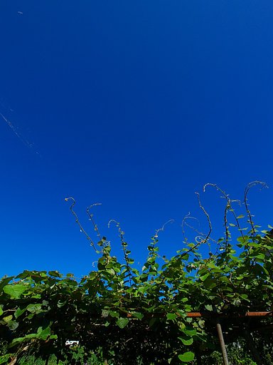 夏の青空・・・
