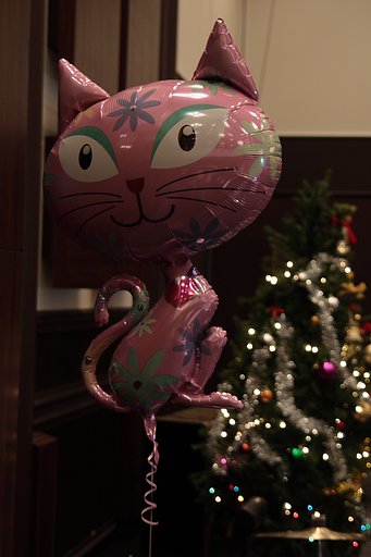 【猫】ツリー猫