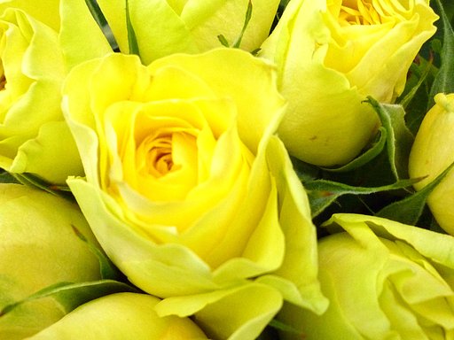 黄色い薔薇