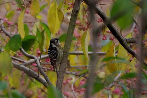 マユミの種子を食べに来たコゲラ