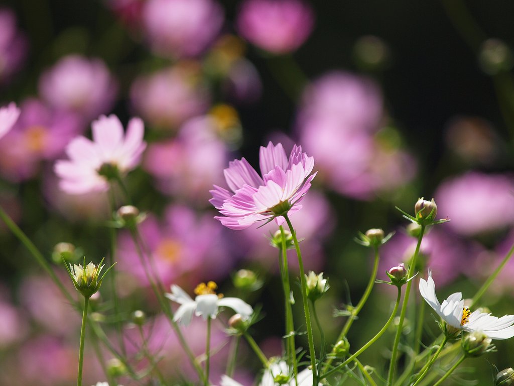 ＣＯＳＭＯＳⅡ