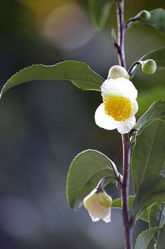 おぉ〜ぃお茶