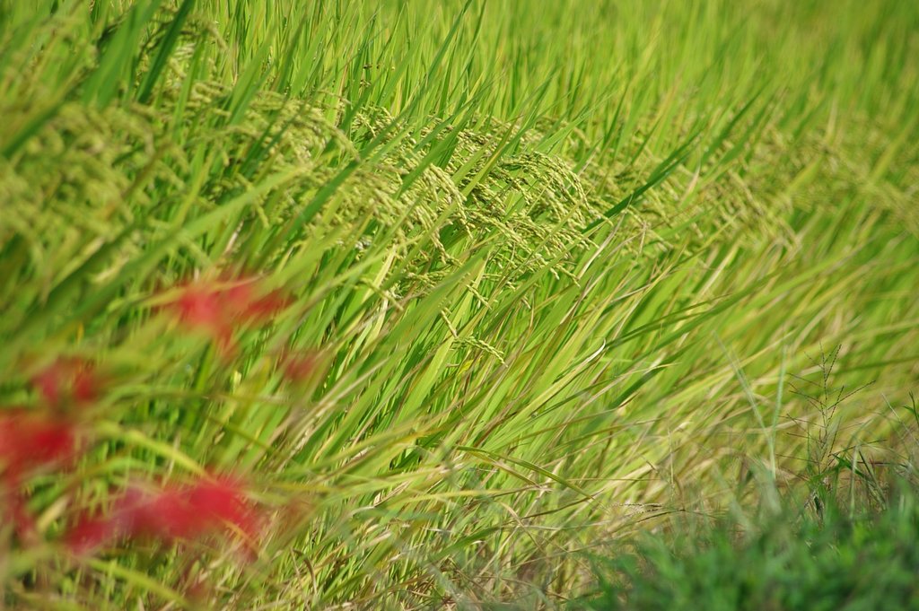 収穫