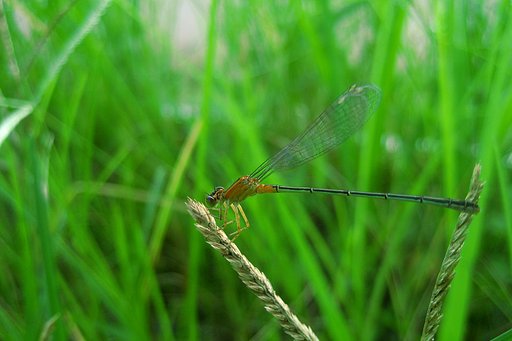 アオモンイトトンボの茶の♀