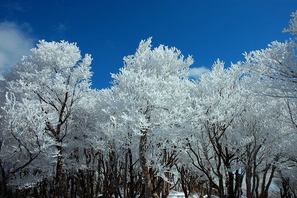 樹氷３