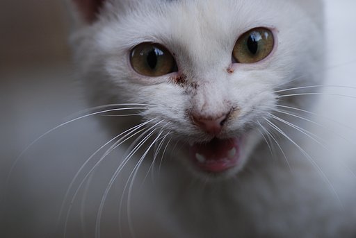 【猫】叫び