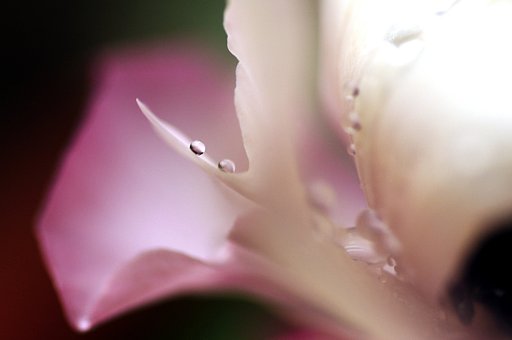 花と水滴