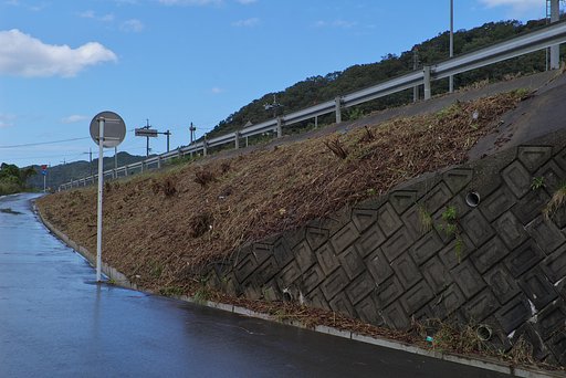ジャングル?が綺麗に!