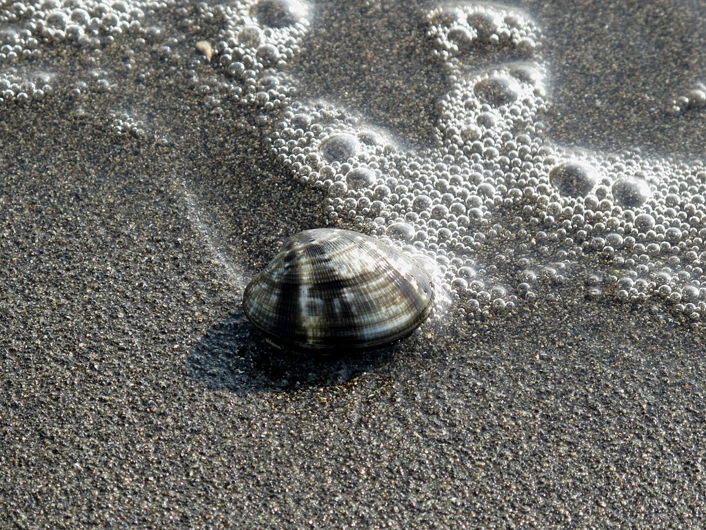 あさり貝