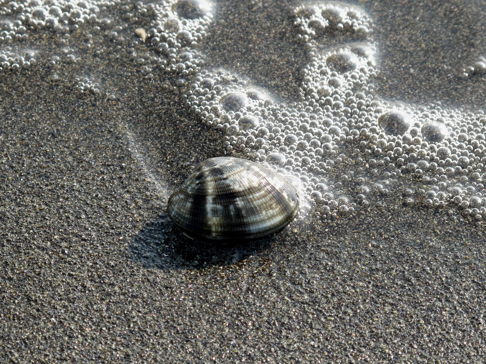 あさり貝