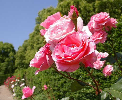 夏のバラ