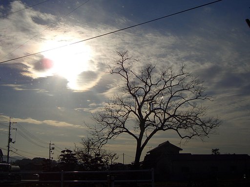 夕暮れの冬姿