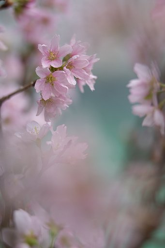 春香る