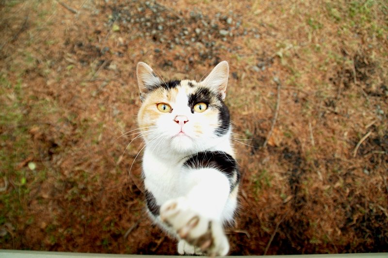【猫】さて、ここでジャンケンです。。。