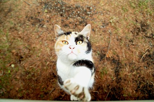 【猫】さて、ここでジャンケンです。。。