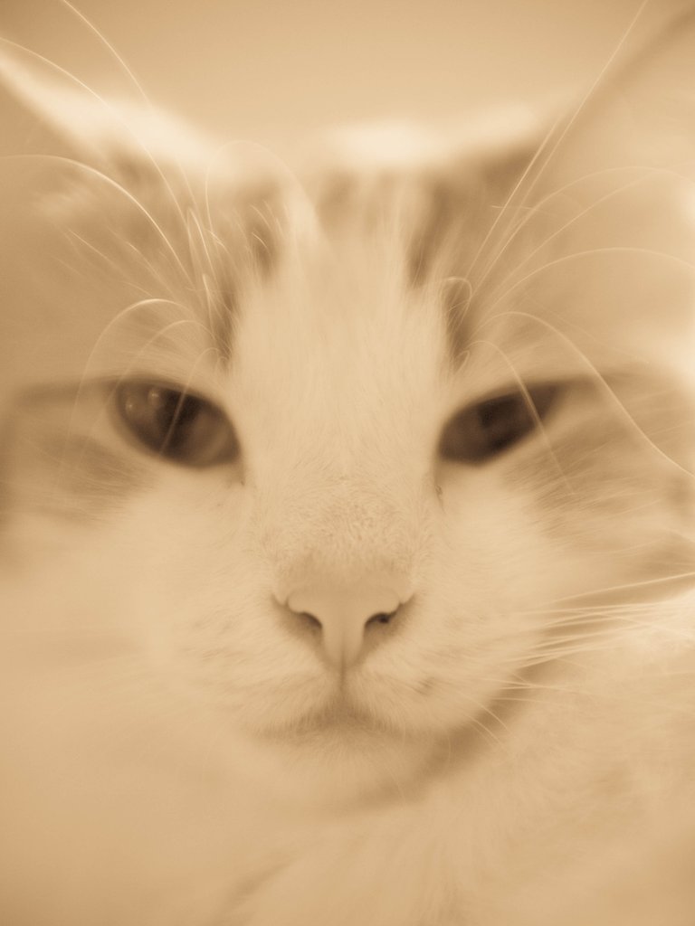 【猫】 ご先祖写真