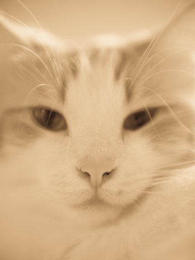 【猫】 ご先祖写真