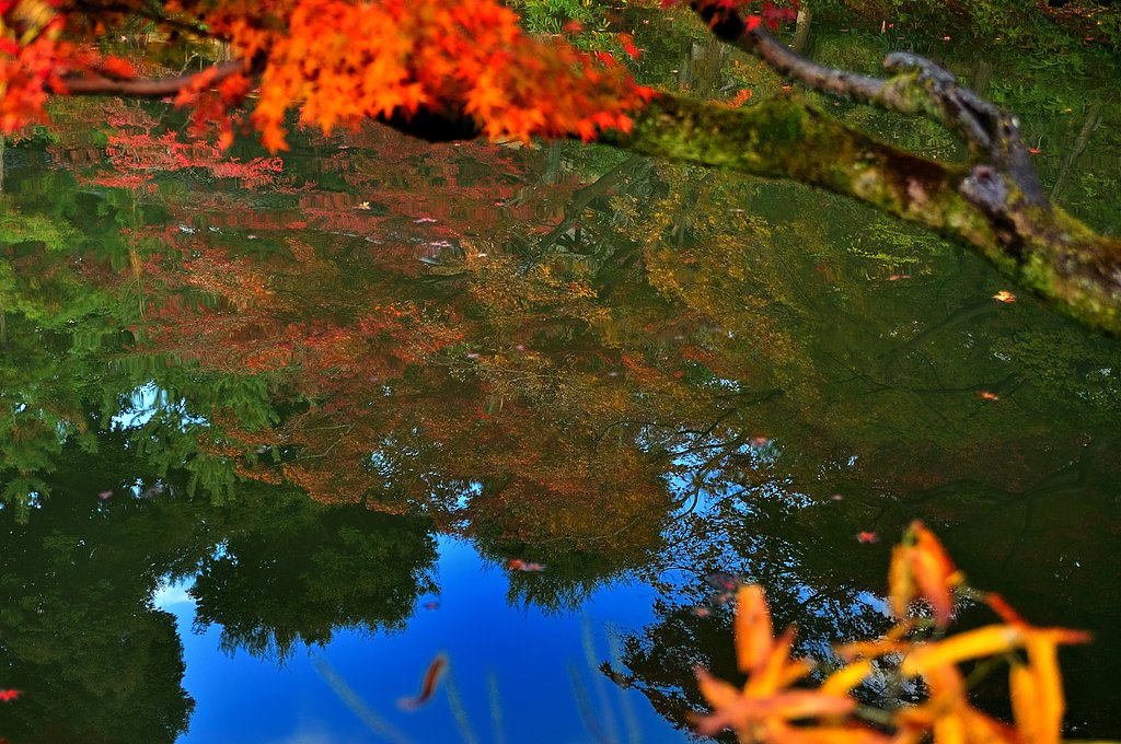 京都・高台寺　臥龍池　