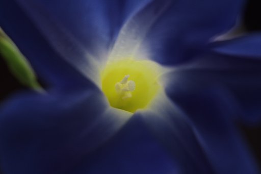 花芯のともし火