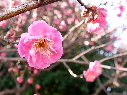★早咲きのウメ 八重寒紅B