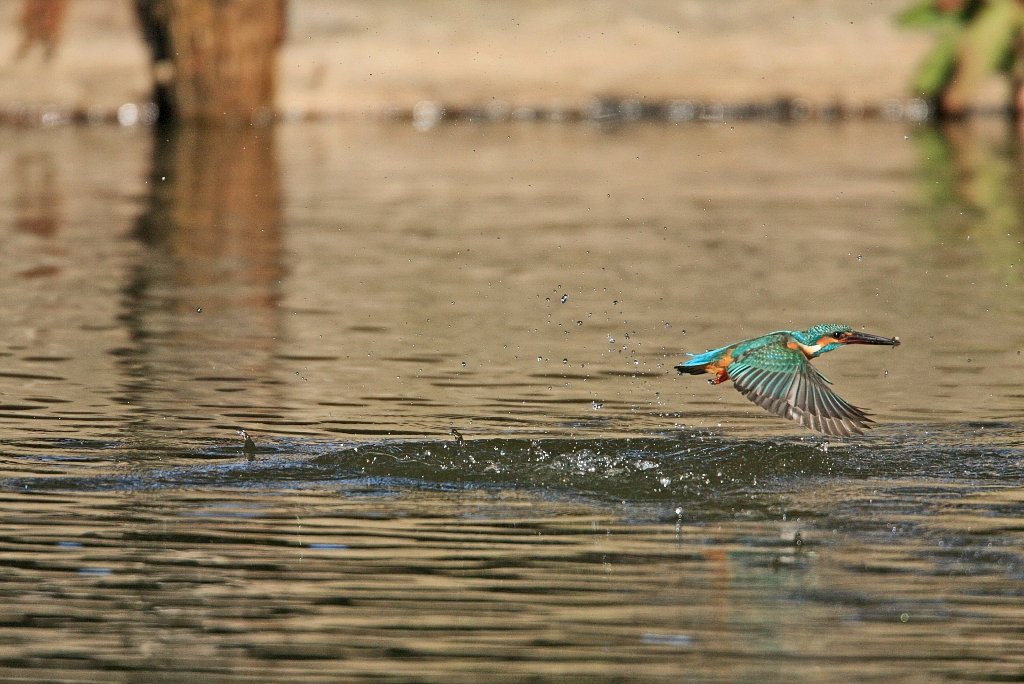 カワセミ・元旦の撮り（鳥）始め
