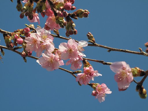 河津桜開花