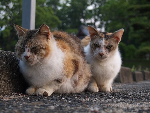 【猫】喧嘩友達