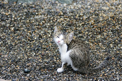 【猫】 愛しいノラ