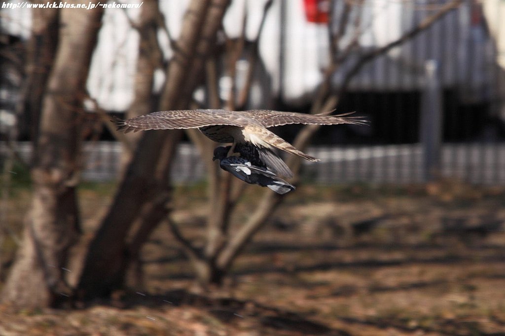 鳩の受難