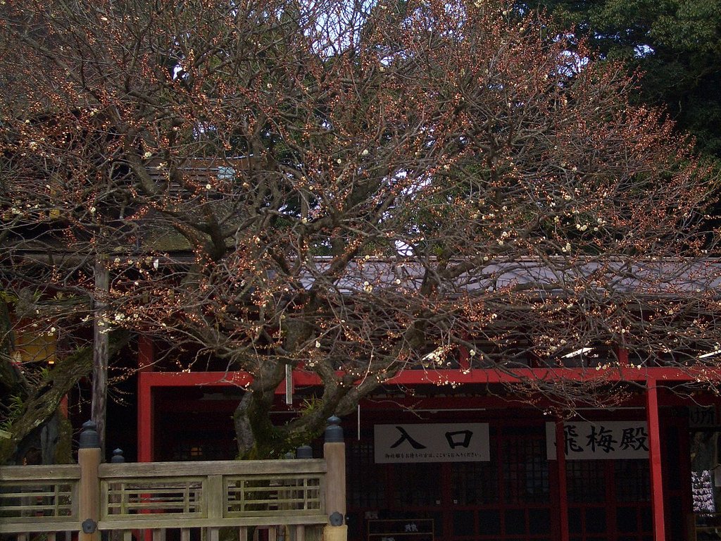 　飛梅・ちらほらです。