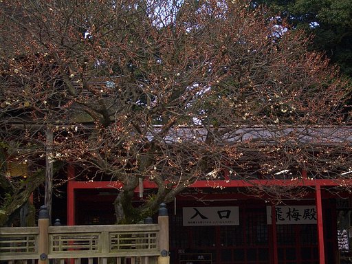 　飛梅・ちらほらです。