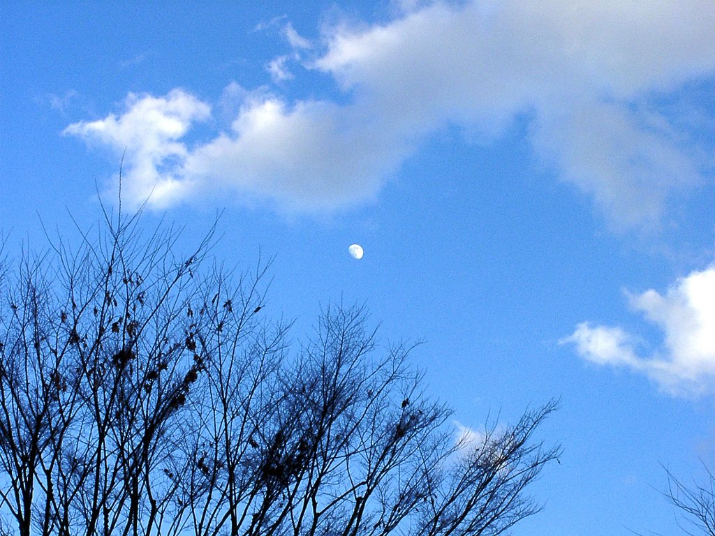◆冬空の「昼の月」
