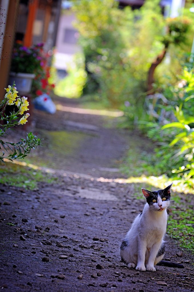 【猫】　路地裏にゃんこ