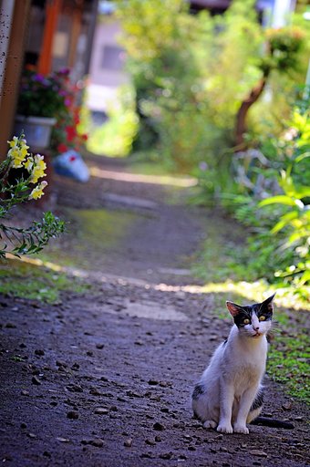【猫】　路地裏にゃんこ