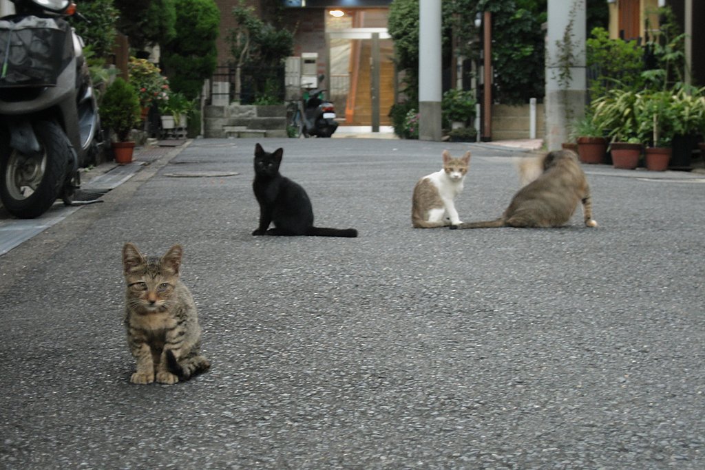 【猫】下町の野良
