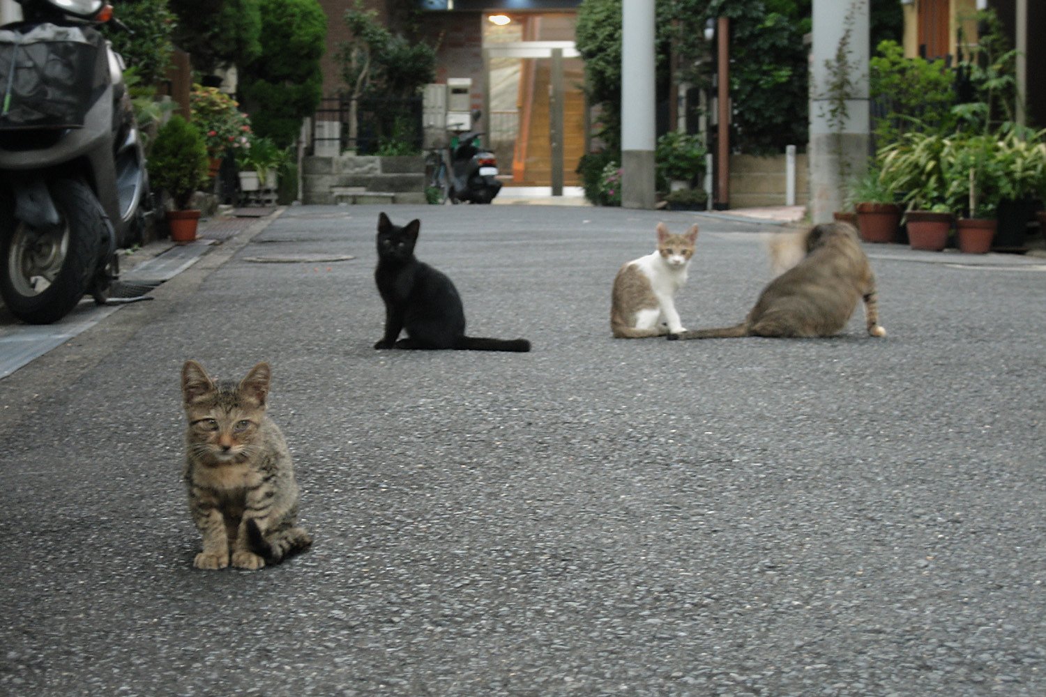 【猫】下町の野良