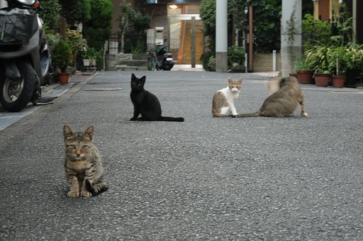 【猫】下町の野良
