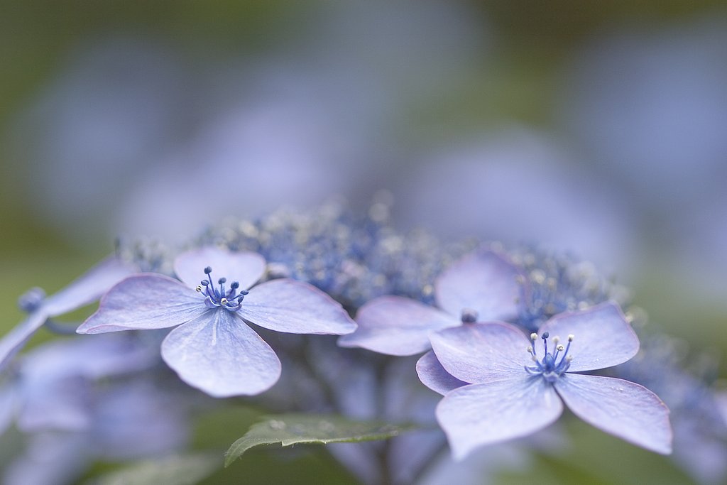 紫陽花街道
