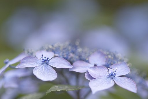 紫陽花街道