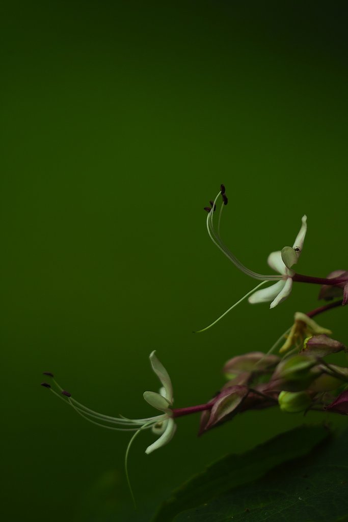 クサギの花