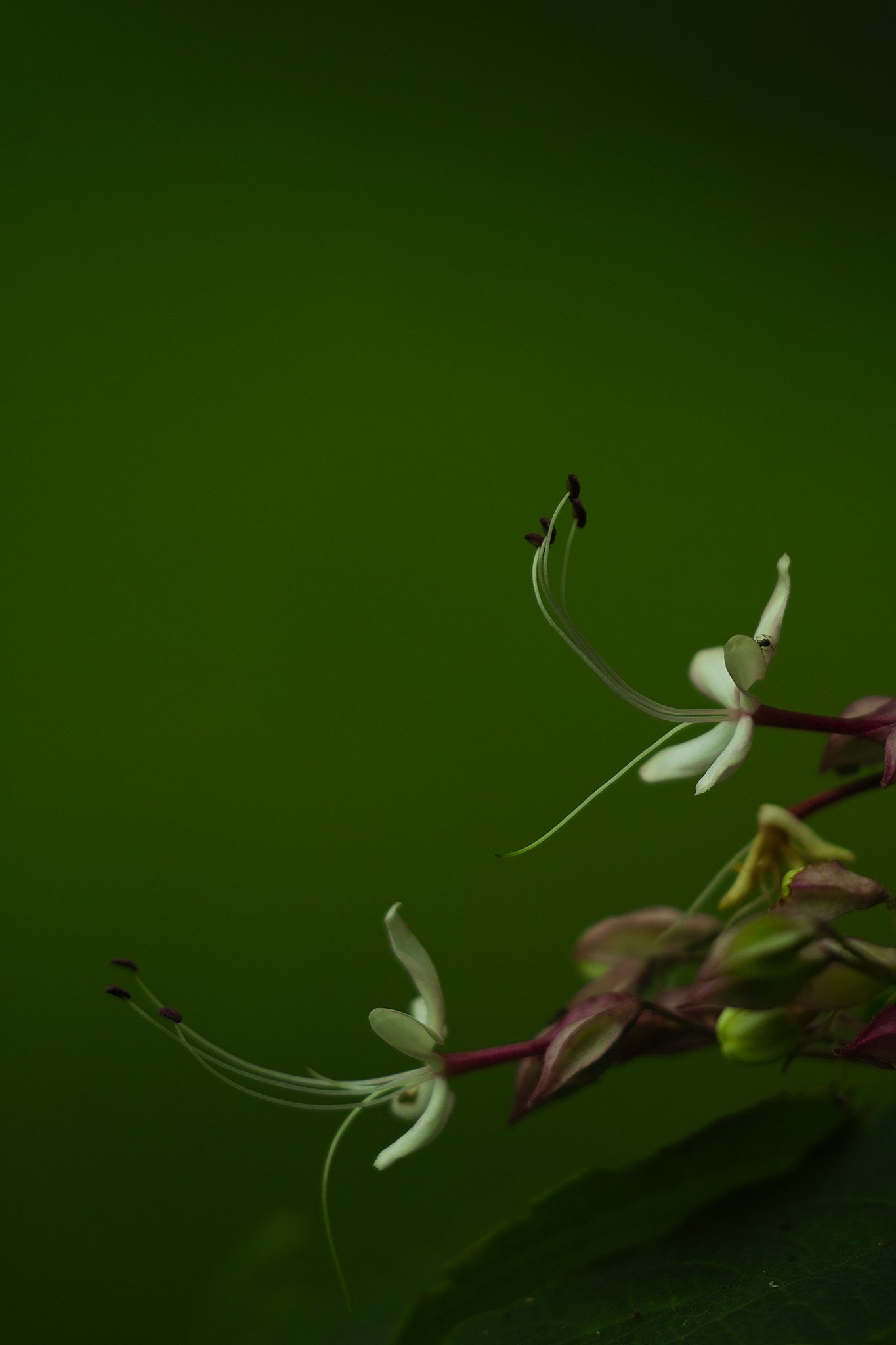 クサギの花