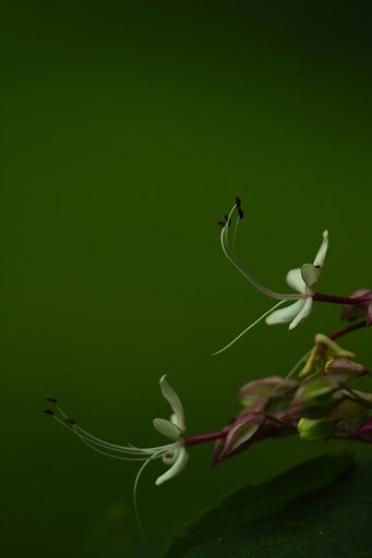 クサギの花