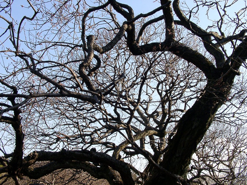 ◆冬枯れのオブジェ-A ウメ